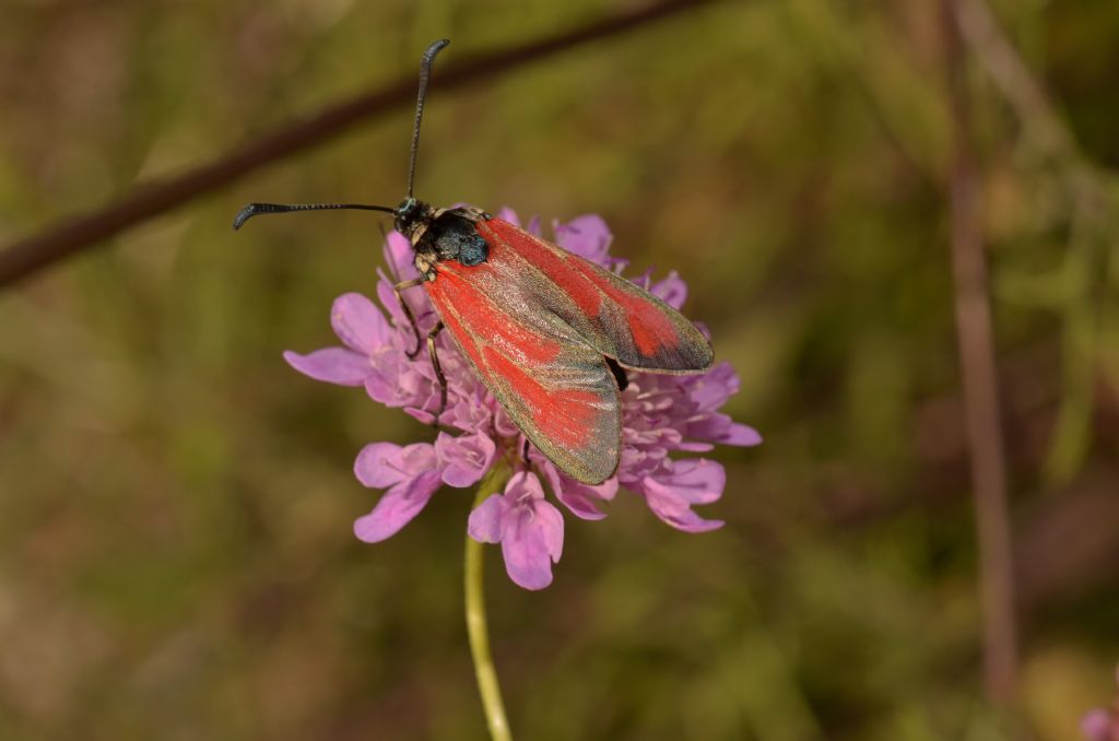 Zygaena (Mesembrynus) erythrus